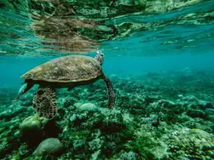 turtle-swimming-in-clean-ocean-300x225